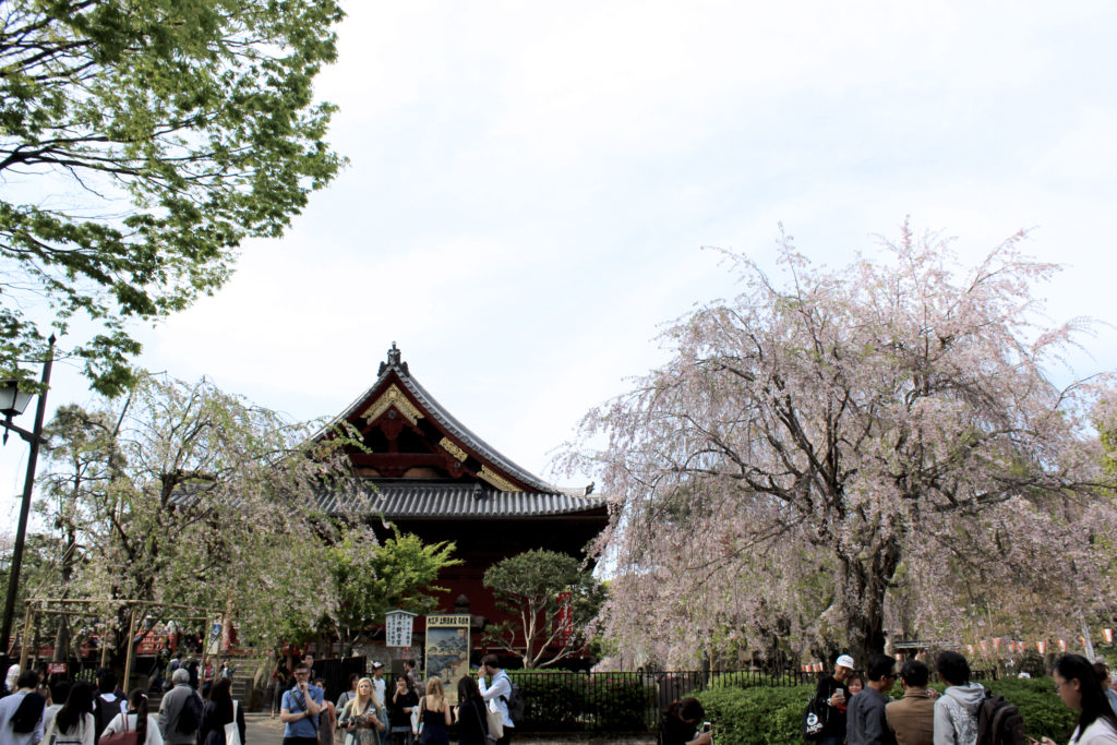 Cherry Blossom Viewing at Ueno Park