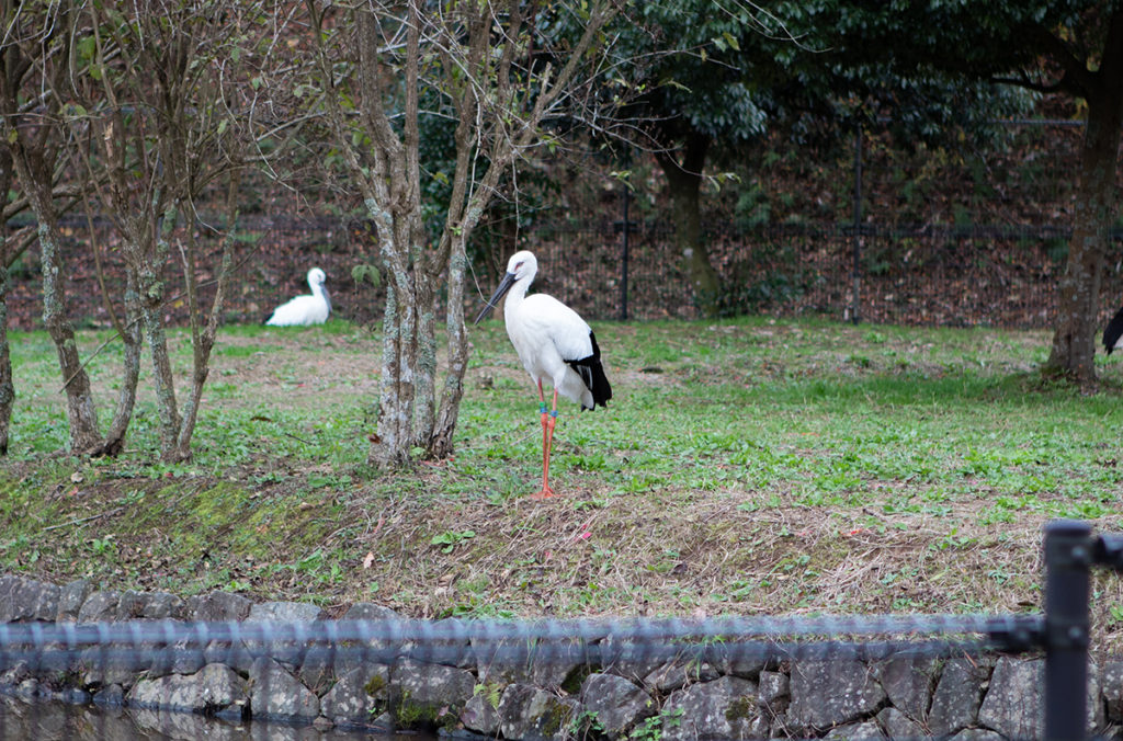 Hyogo Park of the Oriental White Stork